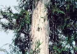 300 milyon yıllık orman bulundu