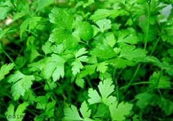 Kanser'in ilacı da Kainat Eczanesi'nden: Maydonoz