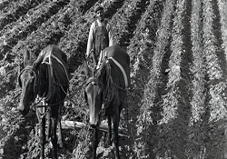 ABD siyahi çiftçilere tazminat ödeyecek