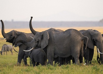 Doğumdaki filin mahremiyeti böyle korundu