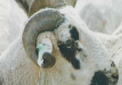 Sakız koyunu ıslah edilecek
