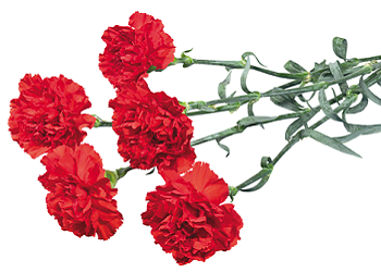 Müslümanın, müslüman üstündeki hakkı beştir