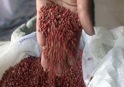 Tohum sanayicilerinden cari açığa karşı atak