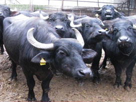 Her birine devletten 650 lira destek