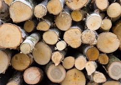 Odunun suyunu çıkardılar!