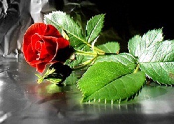 Mescidlerle övünmeden kıyamet kopmaz