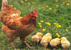 Bursa'da süs tavukları 10 bin liraya kadar alıcı buluyor