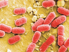 Antibiyotiklere dirençli bakteriler bulundu