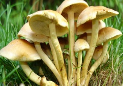 Mantar zehirlenmesine dikkat