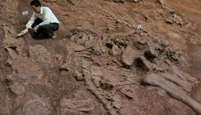 35 metrelik dinozor fosili