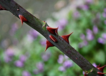 Bir adam yolda diken dalına rastladı...