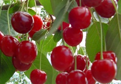 Kirazın faydaları saymakla bitmiyor