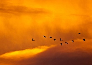 Yolculukta aileye dönmede acele edin