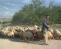 1500 liraya çalışacak çoban bulunamıyor