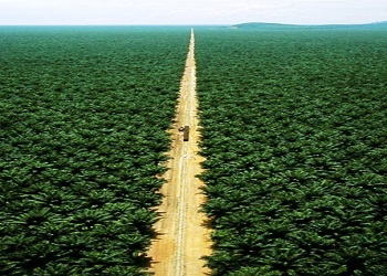 Ben ve bana uyanlar bilerek Allah'a çağırırız