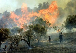 İsrail, Nablus'ta zeytin ağaçlarını yaktı