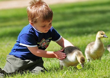 Müslümanın ektiğini kuş yerse sadaka olur