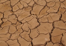 Afrika’da hayvanlar da açlıktan ölüyor