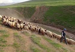 İki bin lira maaşla çoban bulamıyor