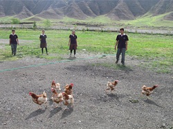 Kenelere karşı tavuklu mücadele