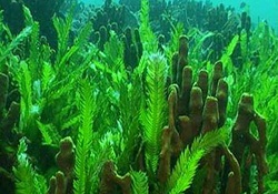 Akdeniz'in Isınması korkutuyor