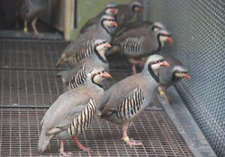 Binlerce keklik 'kene ve süne avı' için gün sayıyor