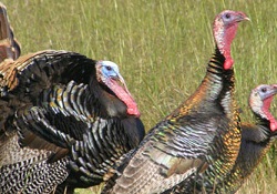 Turkey adı nereden geliyor?