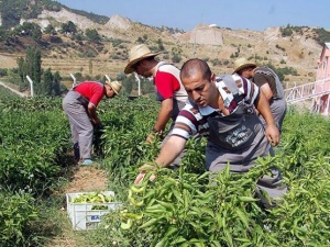 Tarımda istihdamda büyük düşüş