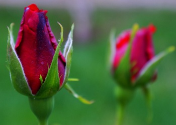 İslam hakkında öyle bir bilgi ver ki yetsin