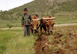 Tarlalarda Karasaban yeniden hayata döndü
