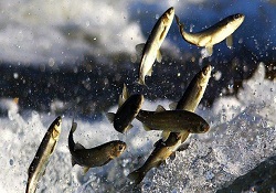 Karadenizli balıkçılar, 'Vira Bismillah' dedi