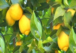 Yüzümüzü ekşiten limon nelere şifa değil ki