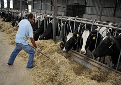 Hayvancılığı canlandırmak için çiftliklere ağırlık verilecek