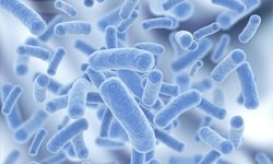 Buz içinde yaşayan bakteri bulundu