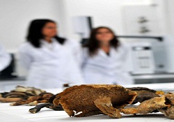 Türkiye mantarı kayıt altına alıyor