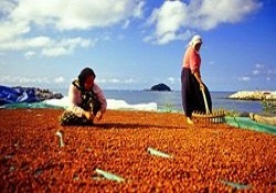 Bu yıl fındık rekolte tahmini 600-650 bin ton