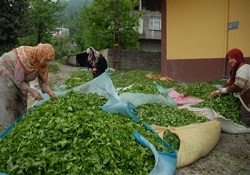 Yaş çay alımlarında randevuya geçiliyor