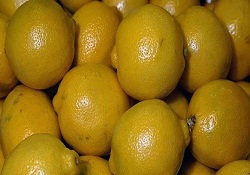 Limon üreticisi hasada hazırlanıyor