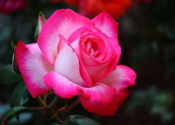 Hastayı uzun ömür temennisiyle rahatlatın