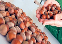 40 gram fındık anne sütünü yüzde 10 artırıyor