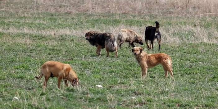 Rize'de köpeklerin saldırısına uğrayan çocuk yaralandı