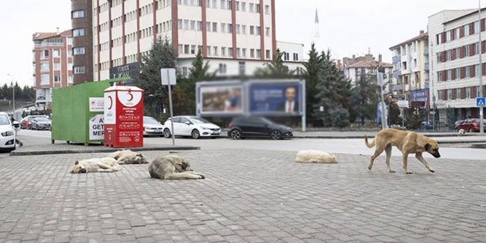Türkiye'nin başkenti Ankara'da sahipsiz köpeklerin saldırdığı çocuk ağır yaralandı