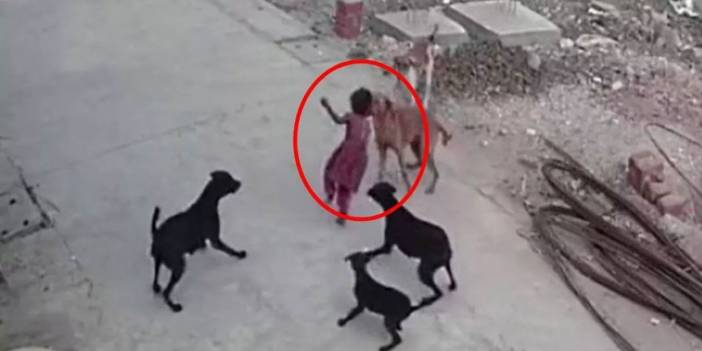 Köpek yasası çıkmazsa Türkiye Hindistan’a döner!