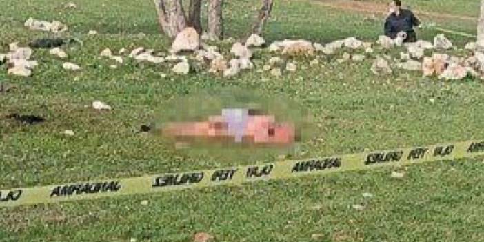 Antalya'da köpekler 85 yaşındaki kadını parçalayarak öldürdü