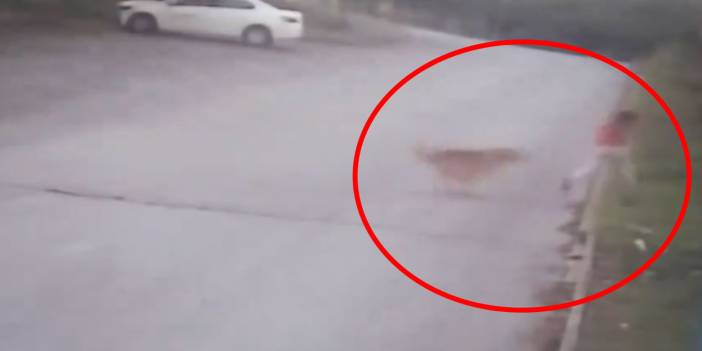 Köpeklerin kızını yaraladığı baba: Devlet bir an önce bu işe el atmalı