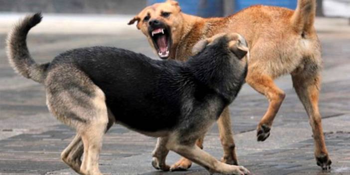 Köpeklerin saldırısına uğrayan Prof. akademisyen: Bu artık insan hakları sorunu