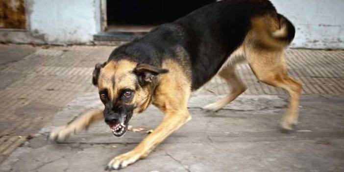 Köpek terörü çığ gibi büyüyor! 1 ayda korkunç bilanço
