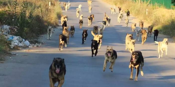 Köpek saldırıları yüzünden son iki yılda 107 insan öldü!