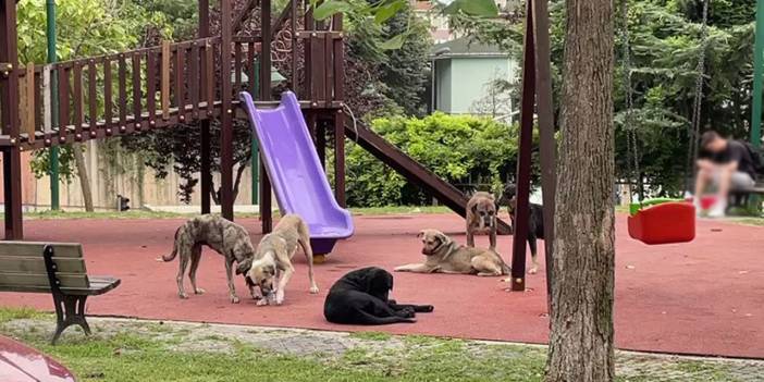 Köpeklerden bulaşan kist hidatik hastalığı 8 kat arttı