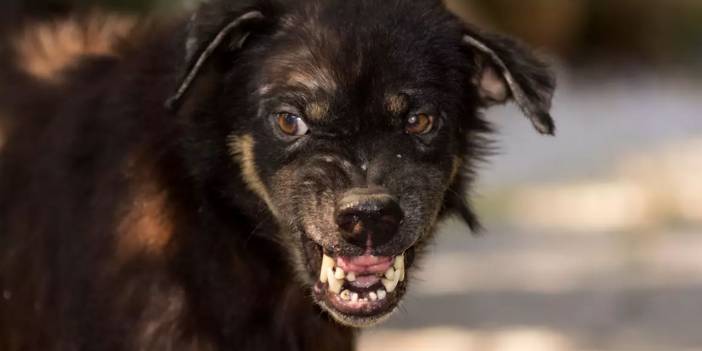 Ankara'da köpek terörü: Akademisyen kadını parçaladılar